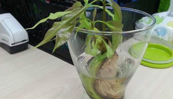 姘存灉鏋滄牳涓嶈鎵旂泦鏍界璧锋潵,涓夌姘存灉绫戒笉鑳芥斁鐩嗛噷