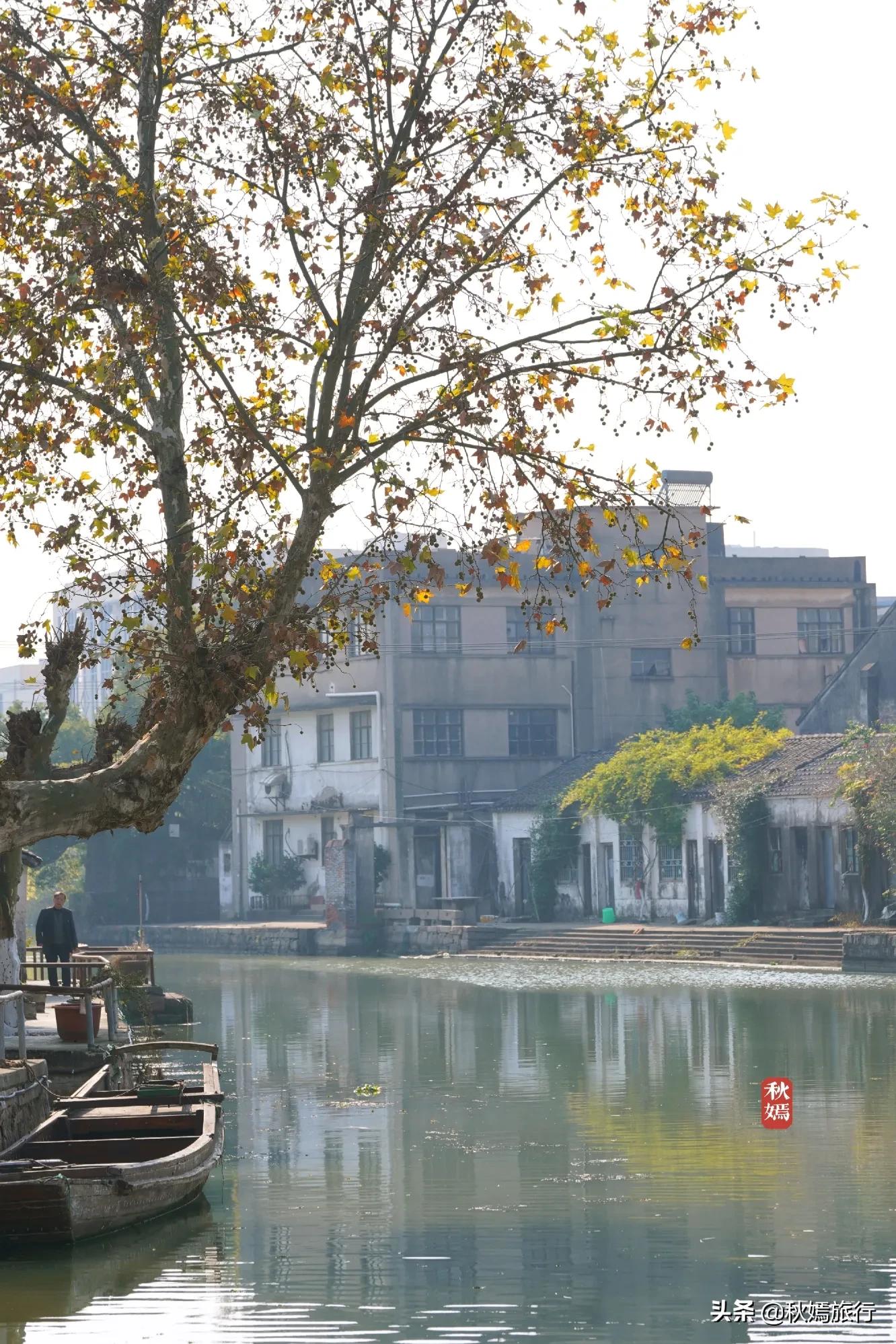 相城区北桥镇千年银杏树,苏州相城银杏打卡