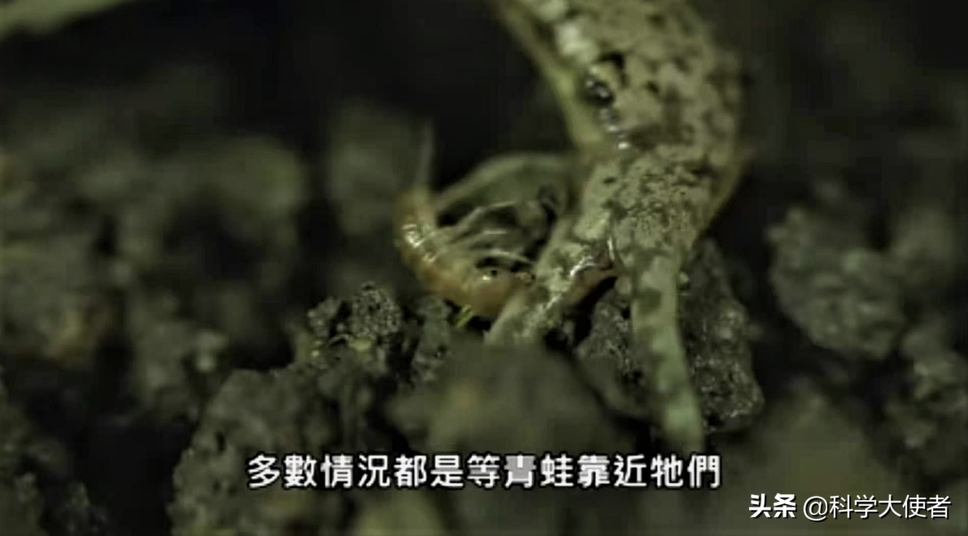 蛇能吃青蛙还是青蛙能吃蛇,蛇吃青蛙的全过程有多可怕