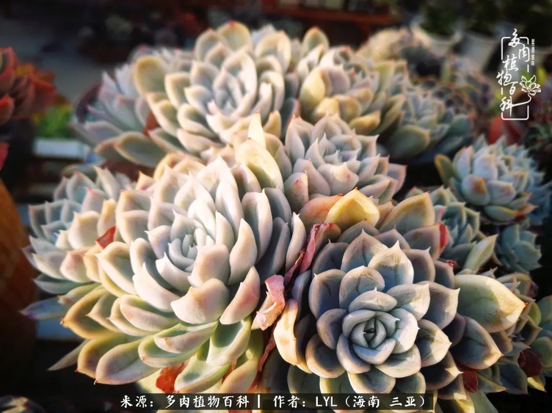 养多肉一年花了3万,养多肉一千多盆