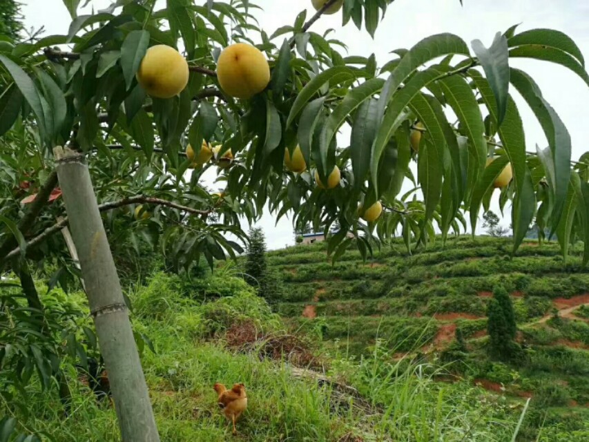 黄桃的种植方法以及栽培技术书籍,锦绣黄桃的种植技术