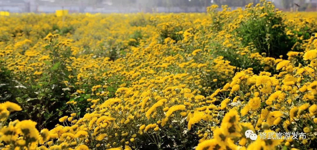 修武，向全世界发出邀请！这个古老的小城，原来可以这么美（惊艳版）