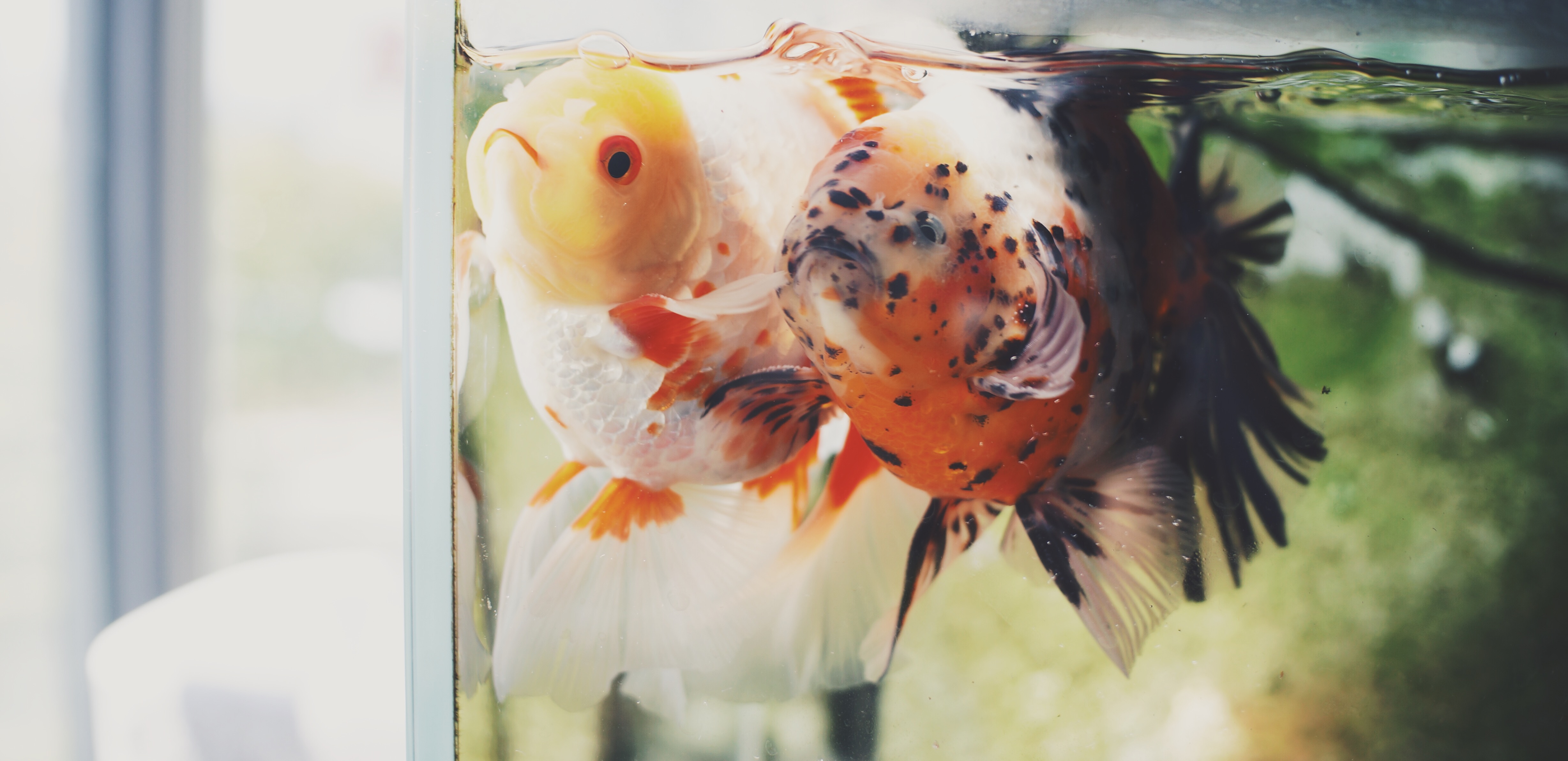 春暖花开疫情马上过去,金鱼的饲养方法及注意事项