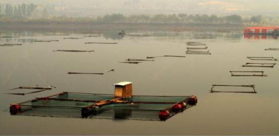 网箱养殖斑点叉尾鮰有哪些优点,混养塘叉尾鮰鱼老是死怎么回事