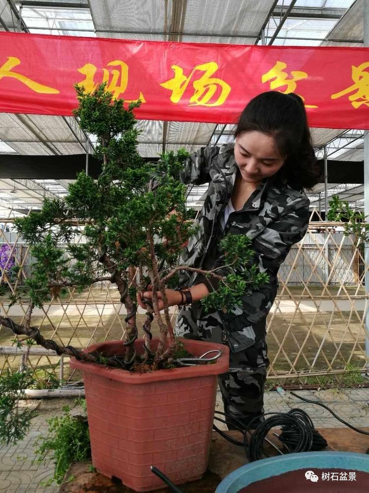 杨派盆景传承人,杨派盆景非遗传承人