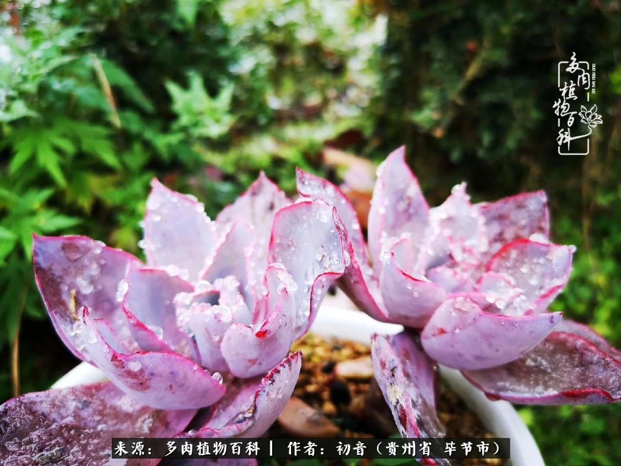 和多肉共度美好时光,与多肉一起成长