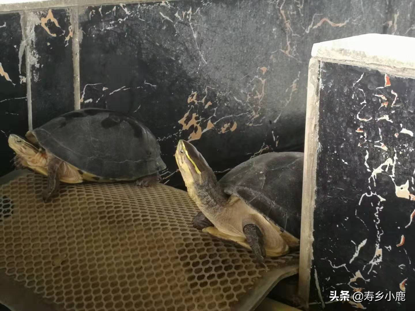 龟市将来会暴跌吗,龟市发展的最终走向