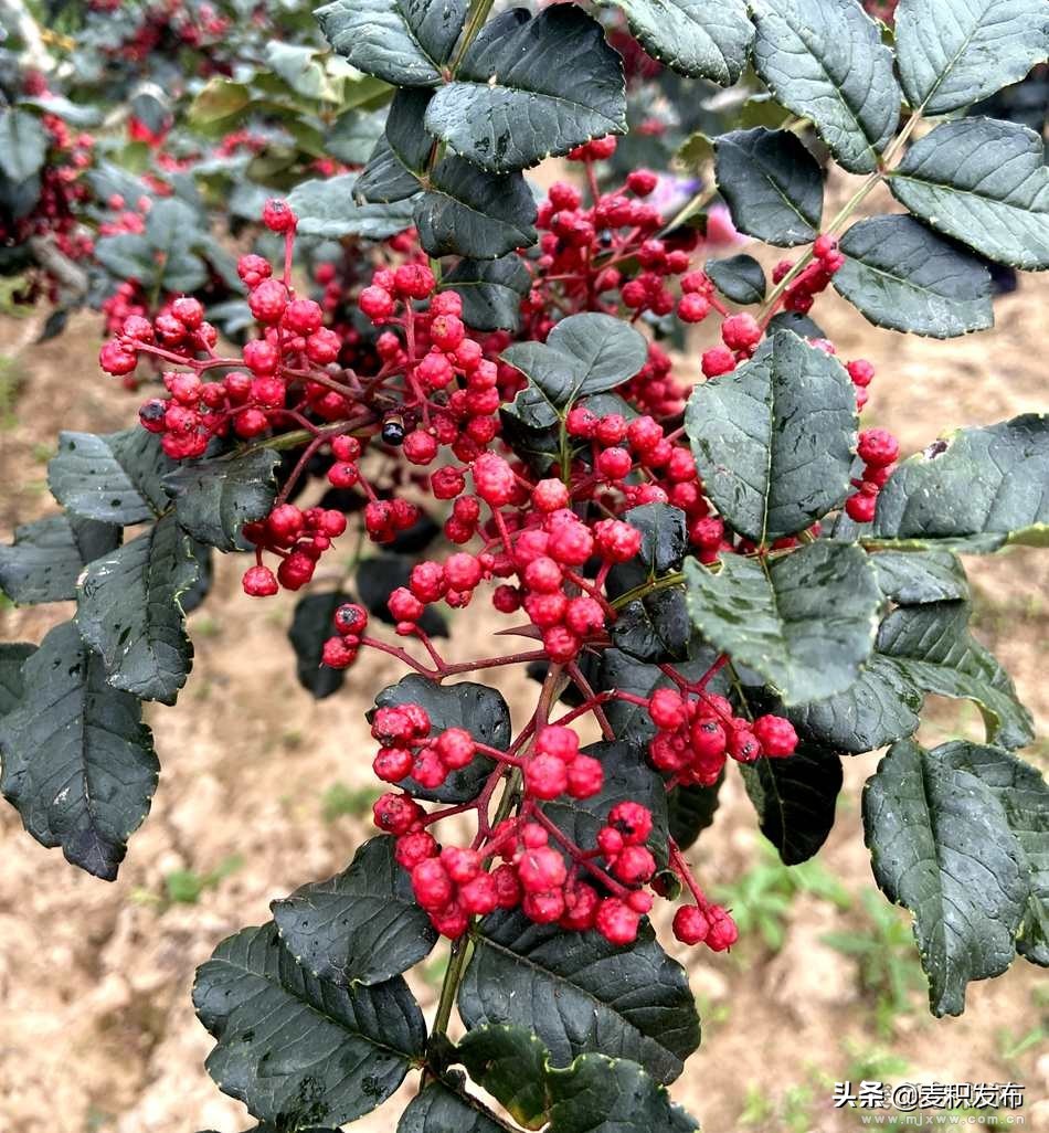 农民小帮手的工具,小果实采摘神器