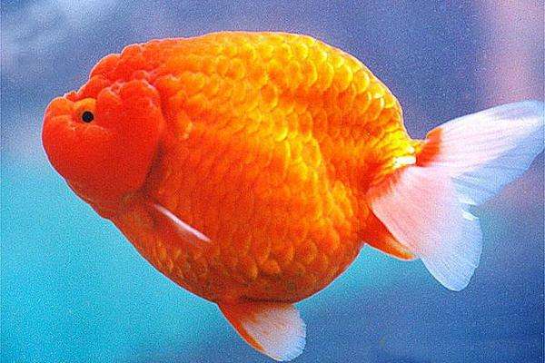 各种金鱼的特点都是什么,品种繁多的金鱼是由什么决定的