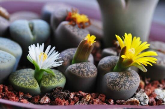 生石花怎么养，生石花的养殖方法和注意事项