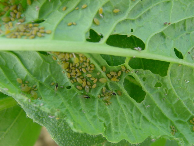 春季果园防蚜虫食心虫,蚜虫雨天怎么防治好呢图片