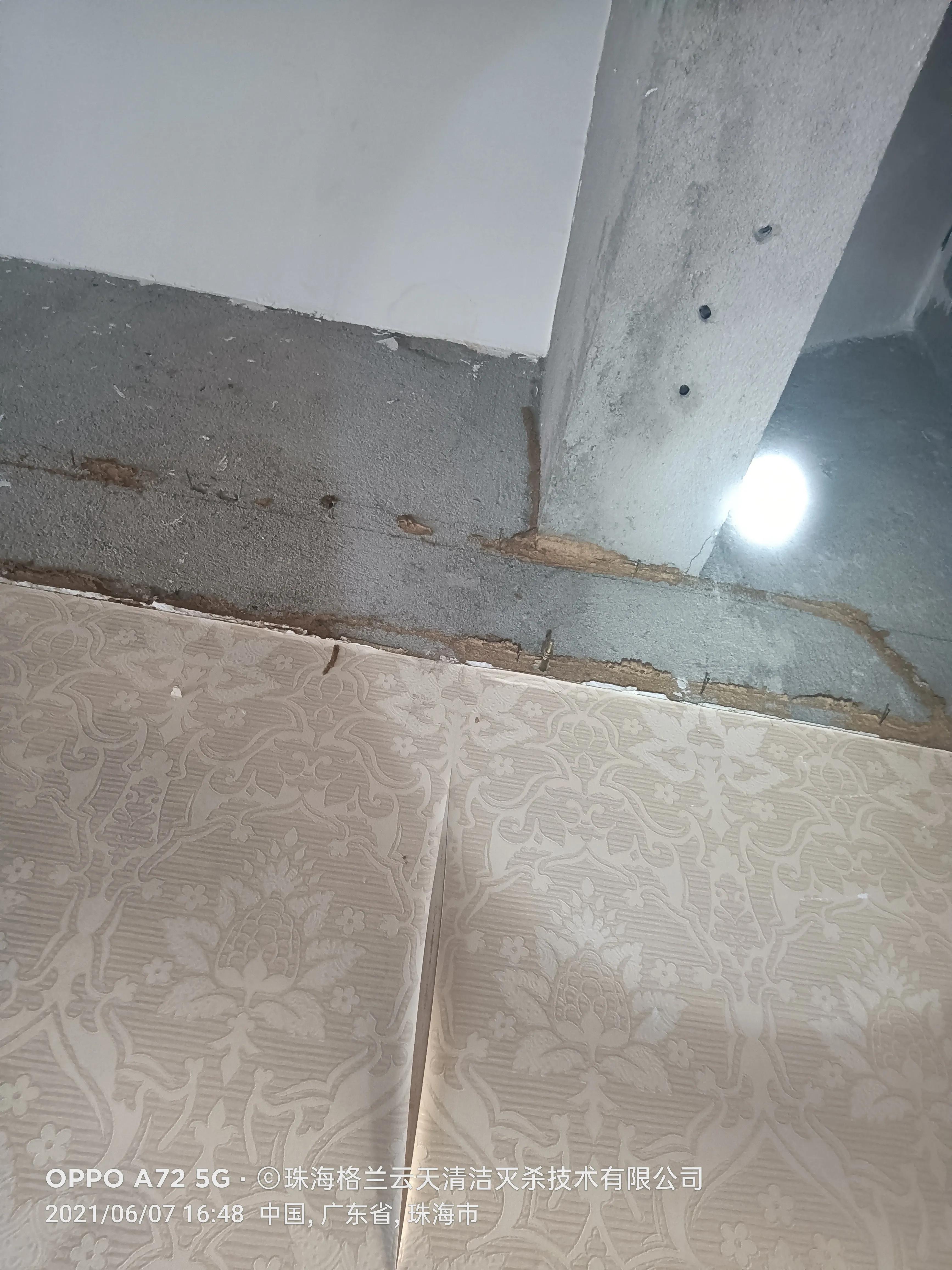 珠海白蚁防治找哪家,珠海白蚁防治服务公司