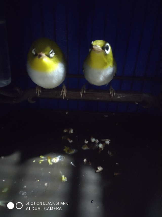 绣眼鸟冬季换毛是什么原因,绣眼鸟冬季怕冷吗