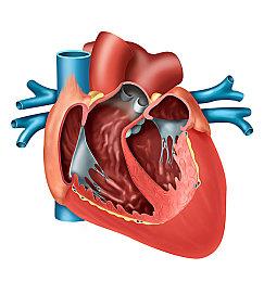 心脏不好时身体会4个求救信号,心脏不好有哪些前兆