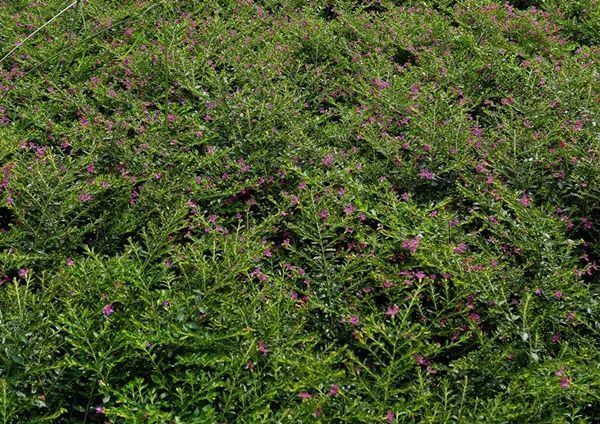 100种常见观叶植物图鉴史上最全,农村常见的100种植物