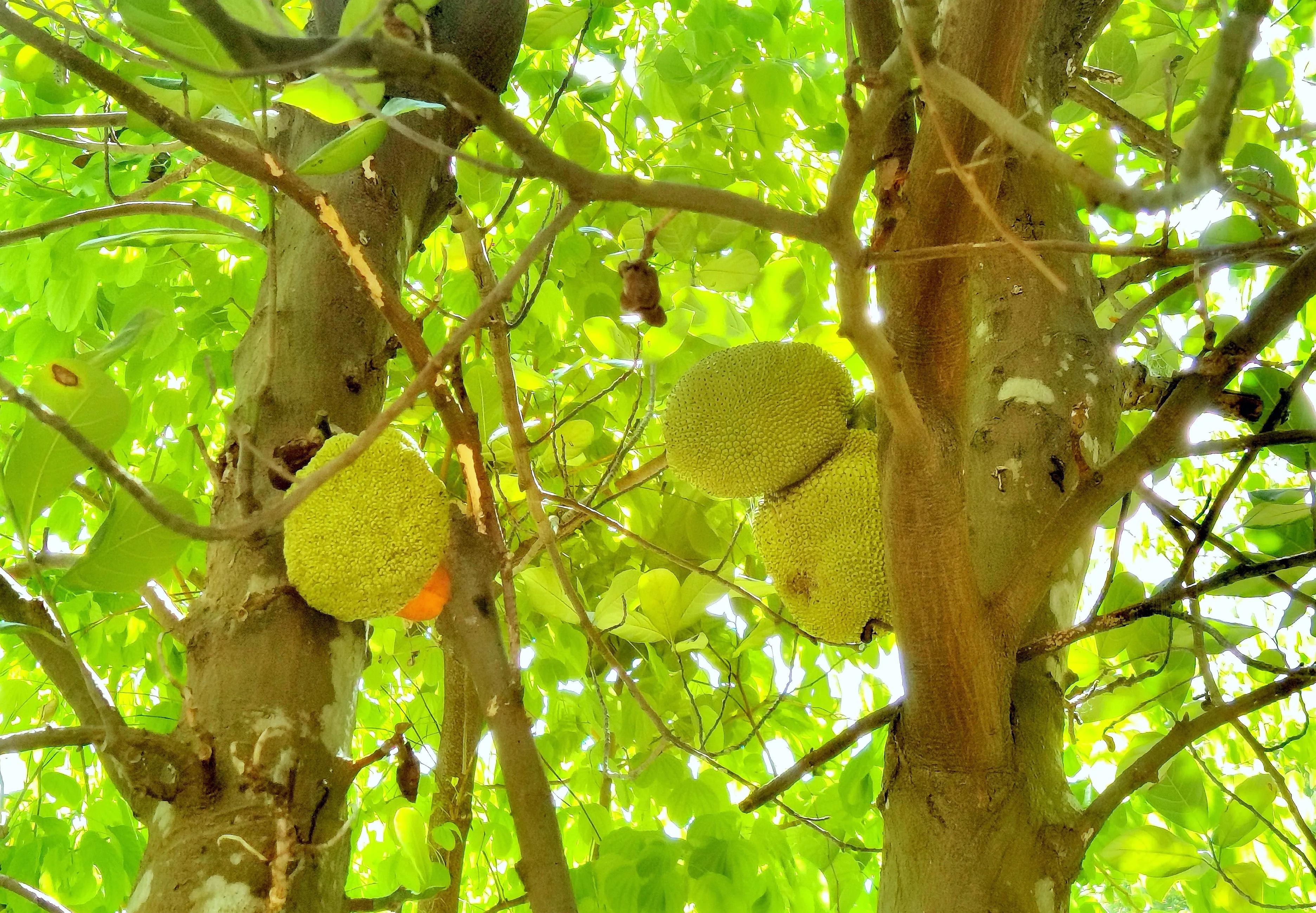 小区“花果山”的世界上最重的水果成熟了，种子更好吃