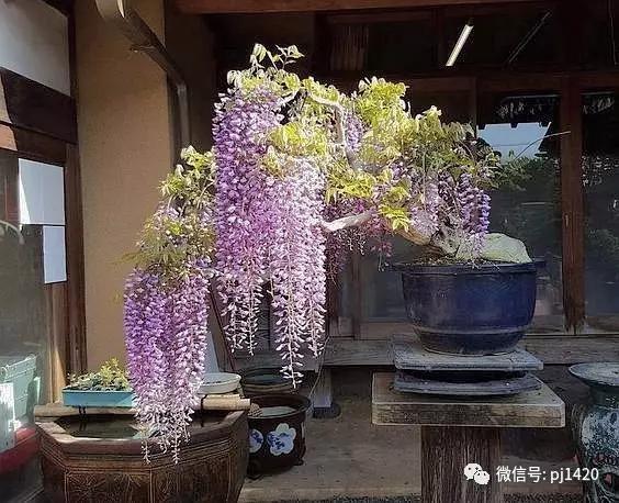 紫藤之美,紫藤迷人的气质