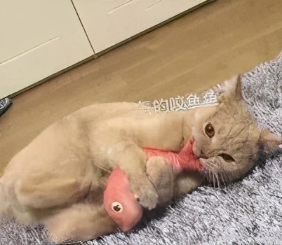 为什么挠猫咪肚皮猫咪会想咬人,摸猫咪的时候猫咪咬人啥意思