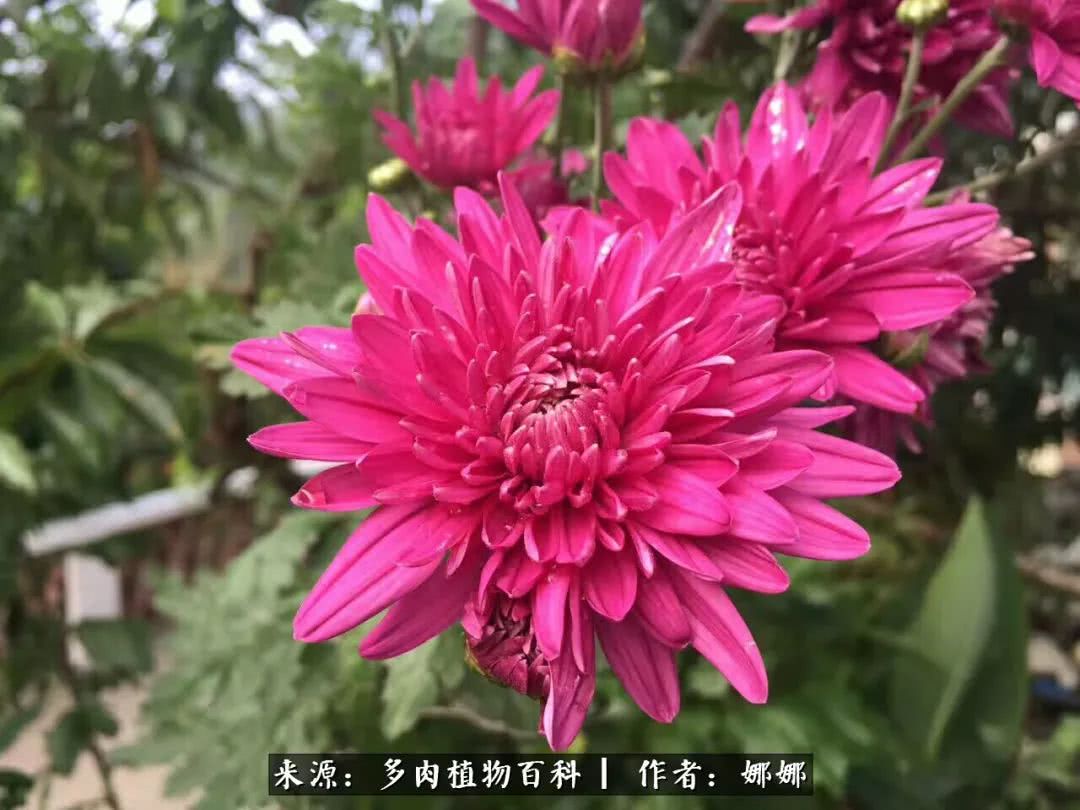 篱笆花开情常在，守你一生不变！