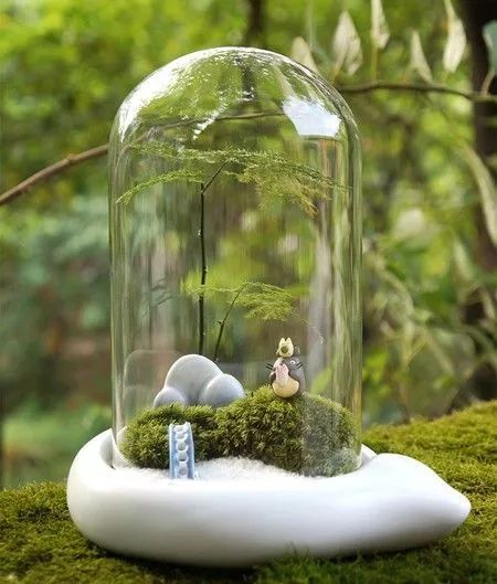 养植物养不活怎么回事,养植物养不活怎么照顾都没用