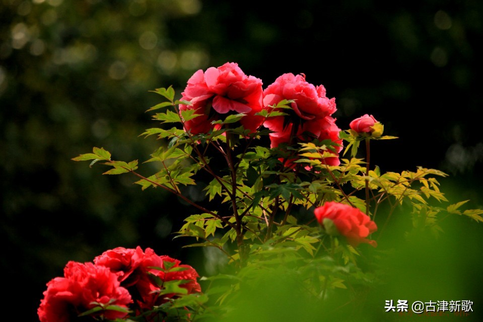 最美牡丹诗词20首,研究牡丹花