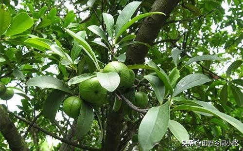 山竹的生长期几年挂果,山竹的价格和种植条件