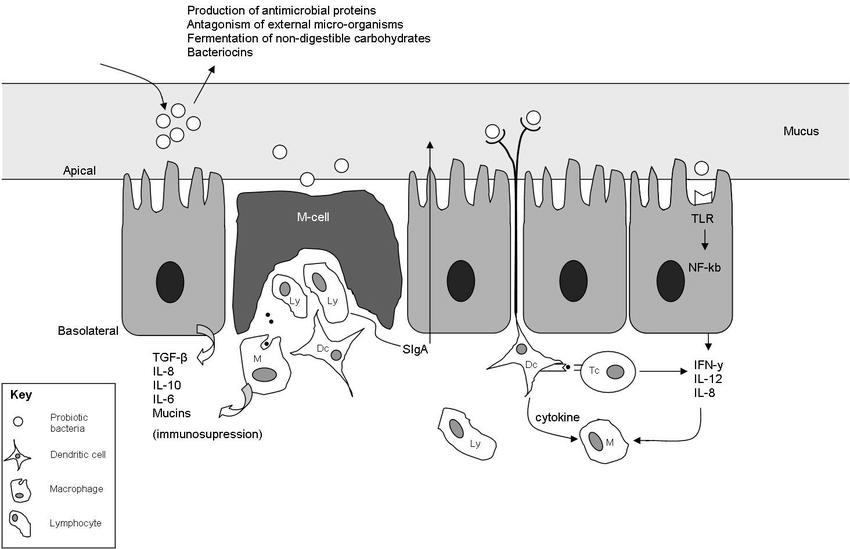 丁酸梭菌在禽饲料中的用量,水产养殖溶菌酶对丁酸梭菌的影响