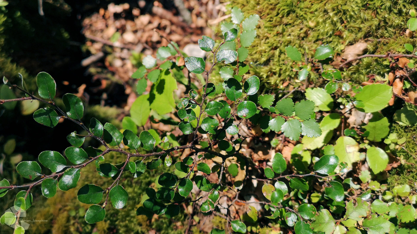 新西兰南岛一日游,新西兰南岛旅游地图