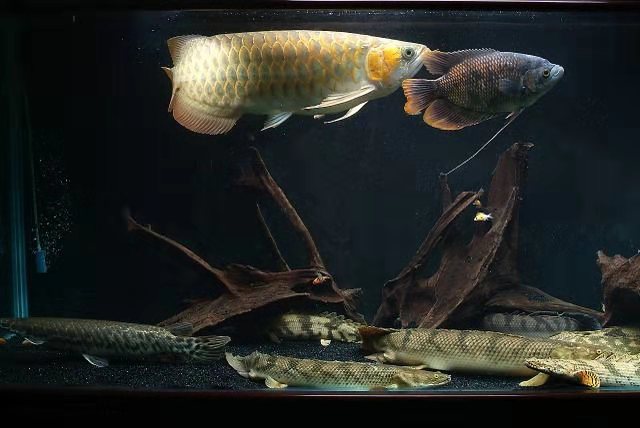 精心挑选6种最容易饲养的观赏鱼,想要选择比较容易饲养的观赏鱼