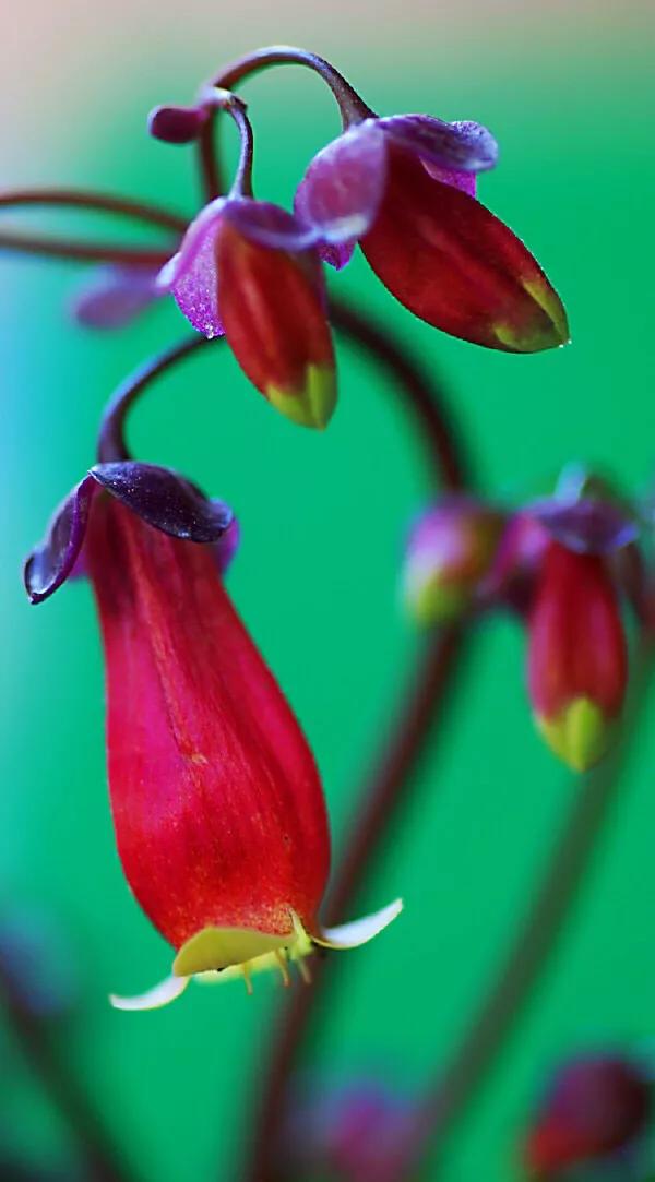 宫灯长寿花开花香吗,宫灯长寿花重瓣好养吗