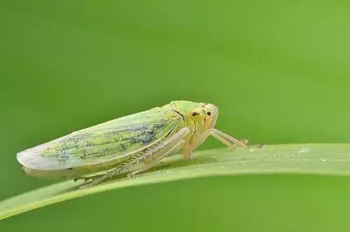 蔬菜害虫种类大全,蔬菜害虫分类及图片大全