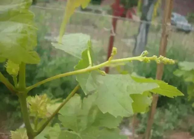 葡萄种植第一大虫害,葡萄种植六大坑个个要命