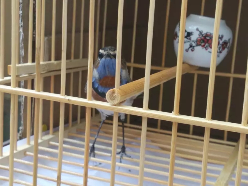 靛颏脚肿是什么样子,靛颏鸟吃什么可预防脚肿