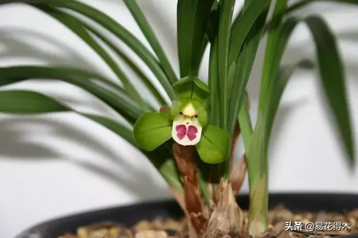 春兰荷瓣几大名品,春兰环球荷鼎和大富贵的区别