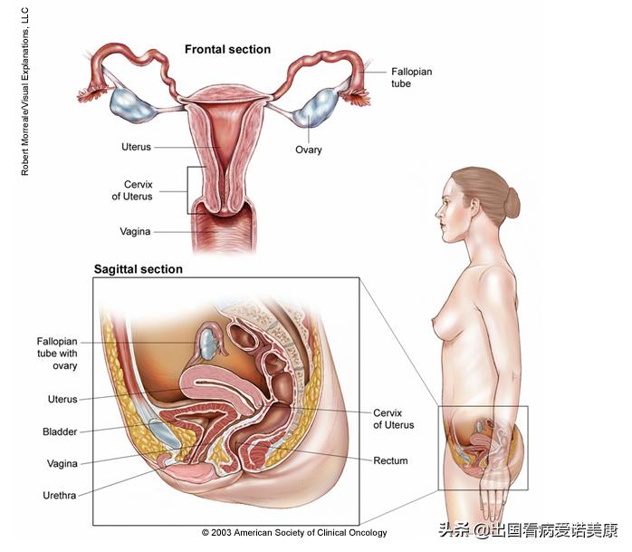 美国癌症协会官网,美国癌症研究协会最新发布