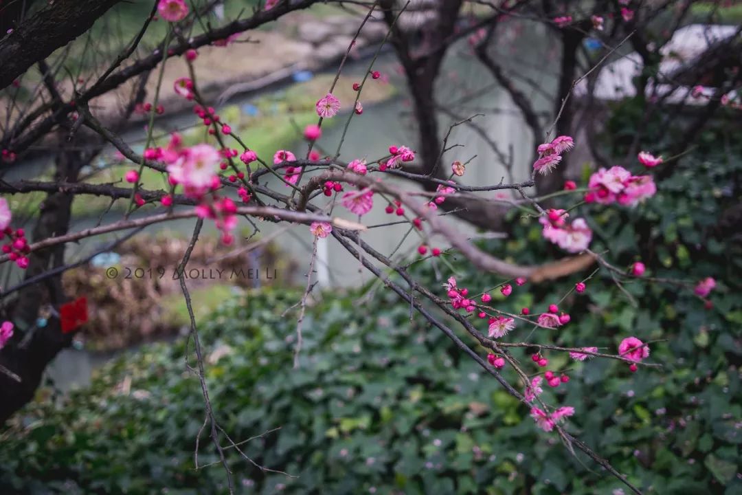 康泰时f2镜头评测,康泰时contaxg21f2.8镜头