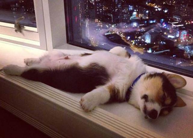 从狗狗的睡姿判断狗狗的性格,从狗狗睡姿判断狗狗性格