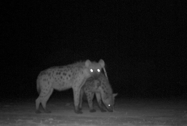 草原二当家鬣狗,草原二当家