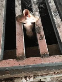 刚从后院挖出来的,大家帮我鉴定一下,我是不是要发财了?