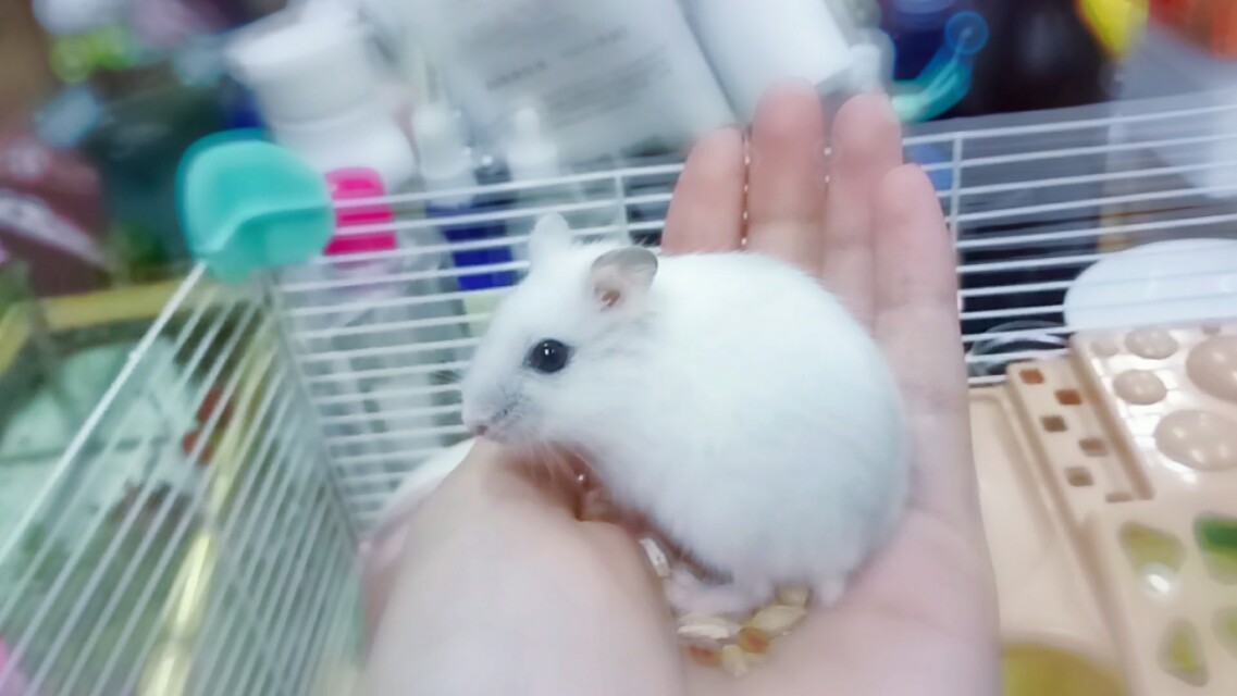 仓鼠饲养方法和注意事项,养仓鼠的注意事项20条必看指南