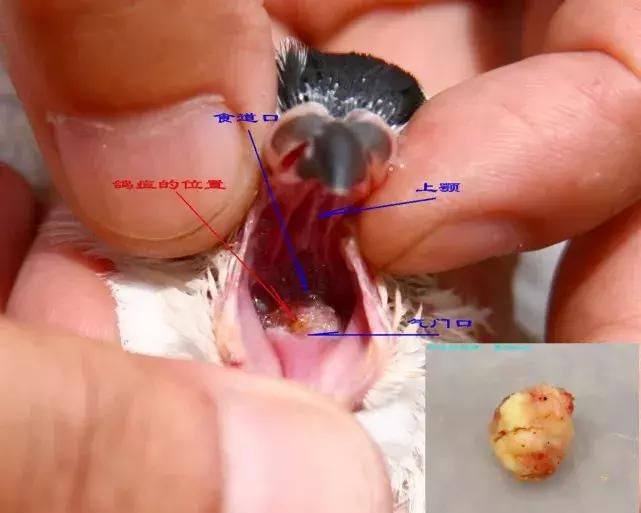 鸽子终身携带毛滴虫，高温高湿季节尤其严重，预防是重中之重