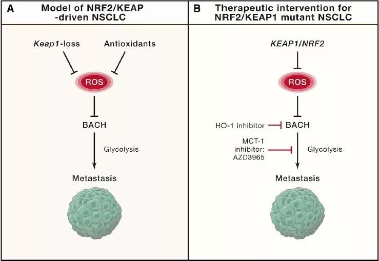 抗氧化保健品能减轻人体哪些症状,抗氧化药物对癌症有用么