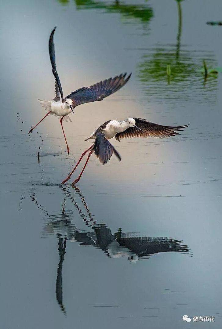 南京三桥湿地生态公园,南京三桥湿地公园