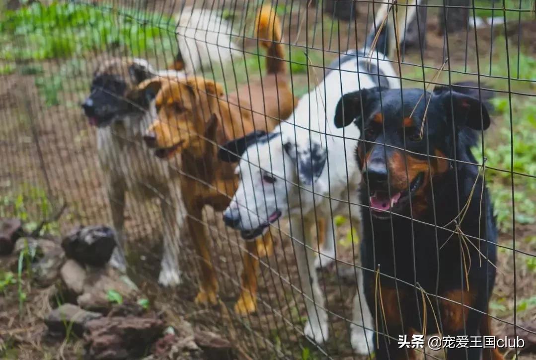 犬舍繁育什么狗好,犬舍犬种怎么选