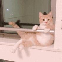 只有养猫才觉得自己是个中产阶级,中产阶级养猫