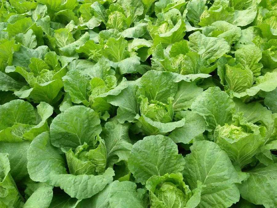 大白菜白斑病怎么消除,大白菜白斑病严重图