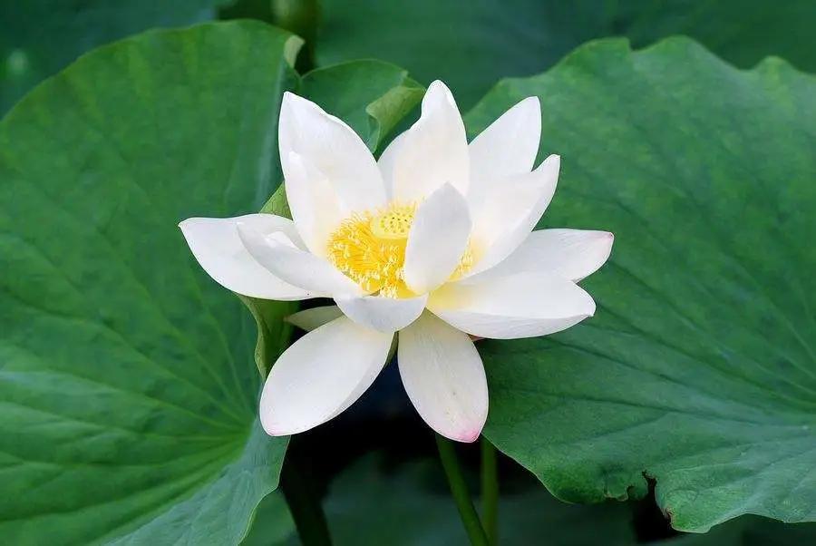 英文名代表的性格,性格决定命运的英语怎么说