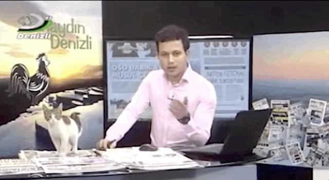 去土耳其当猫好吗,在土耳其做一只幸福的猫