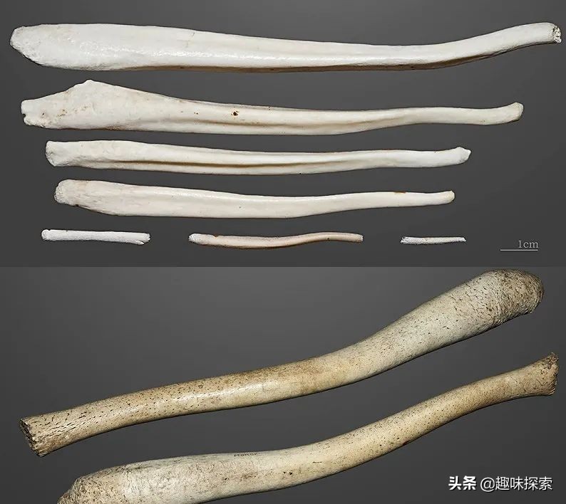 人类*亲近**存在阴茎骨，为何人类却褪去了，祖先经历了什么？