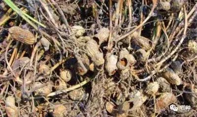 花生高产栽培技术视频,种花生到收花生的所有过程